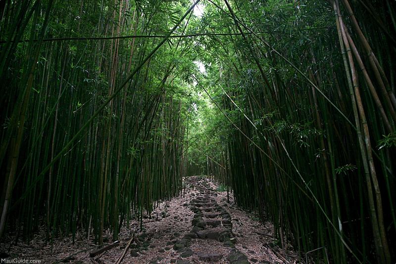 Inexpensive Maui Activities Bamboo Forest