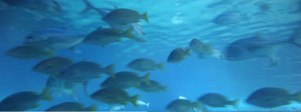 ocean