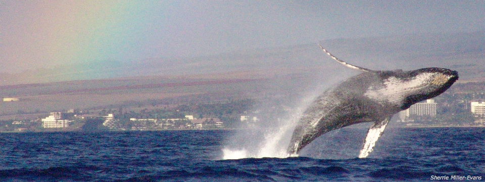Humpback Whales