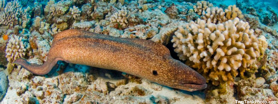 Diving with Scuba Mike