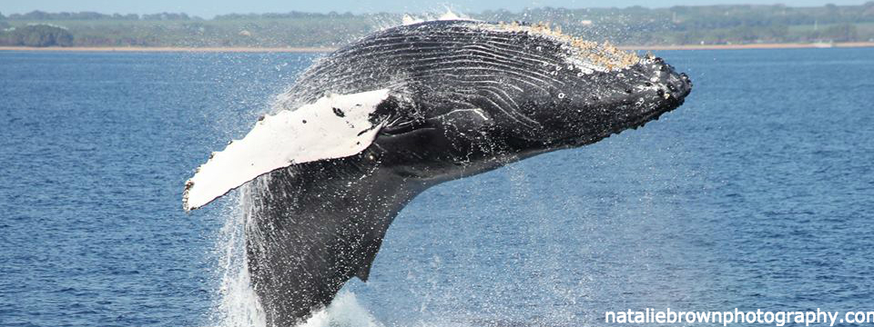 maui whale season