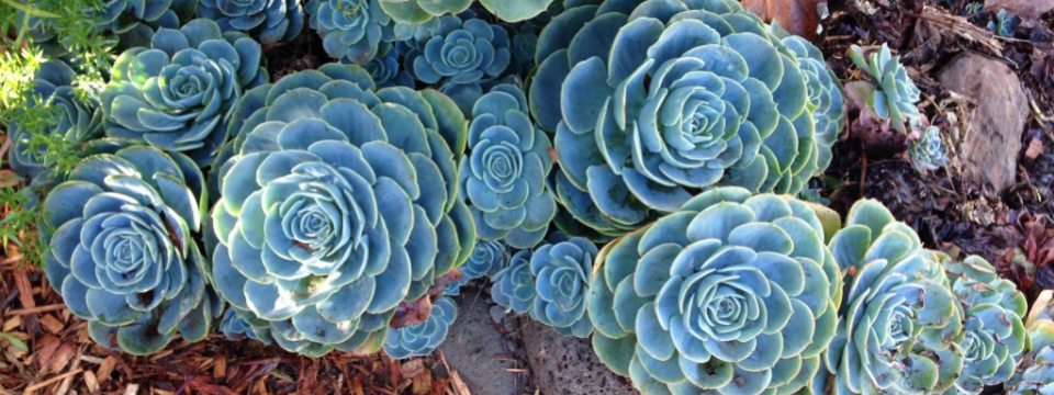 Officially Officiant: Married on Maui