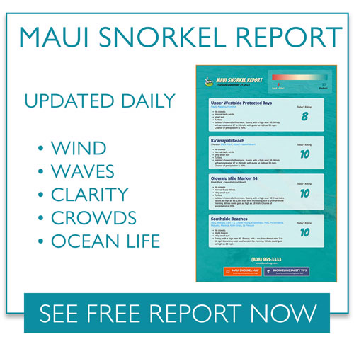 Maui Snorkel Report Boss Frog's