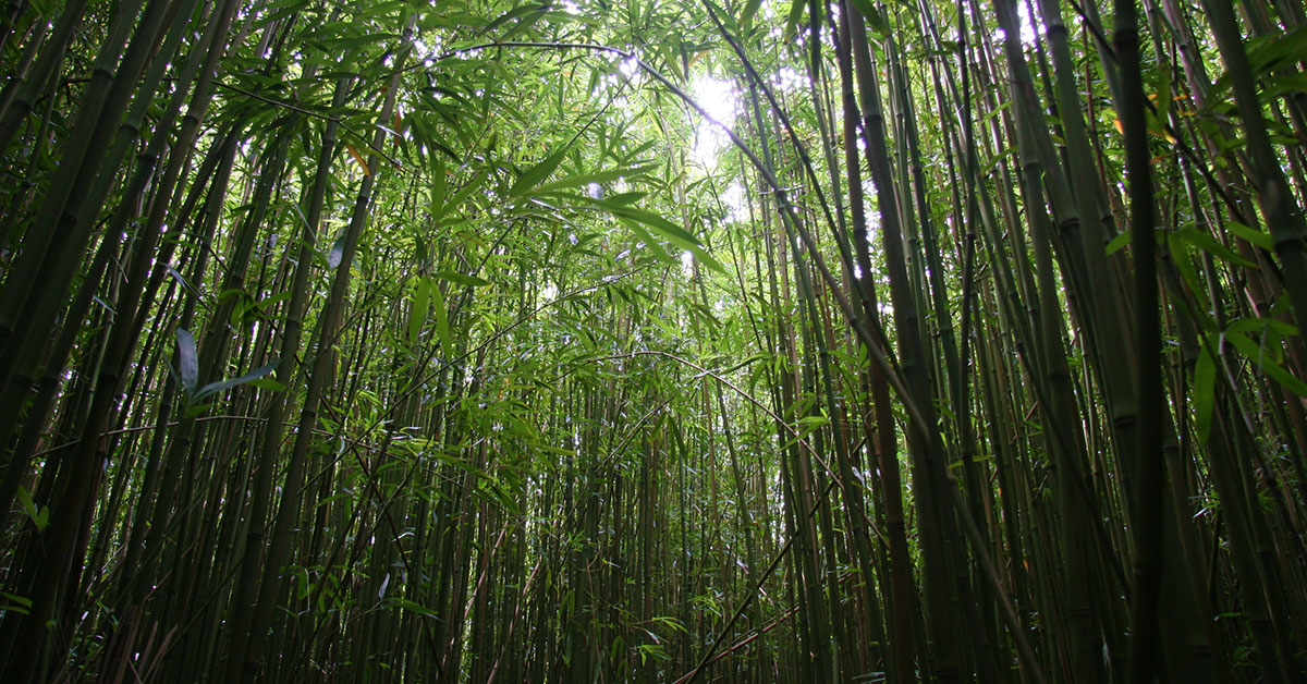 bamboo
