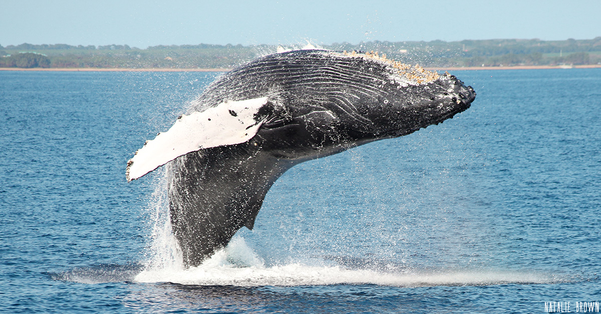 whale watch season