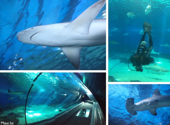 Truly Unique Things To Do on Maui