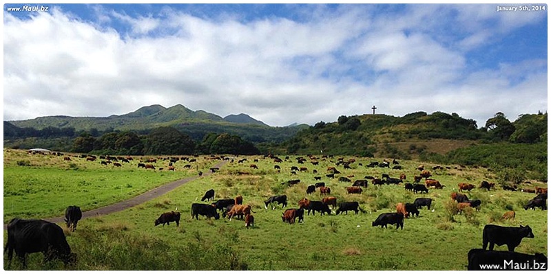 hana maui festivals