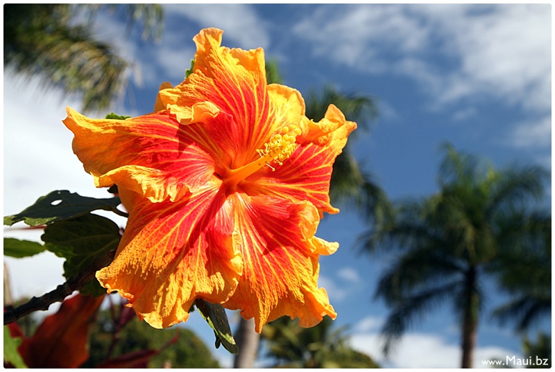 maui events calendar