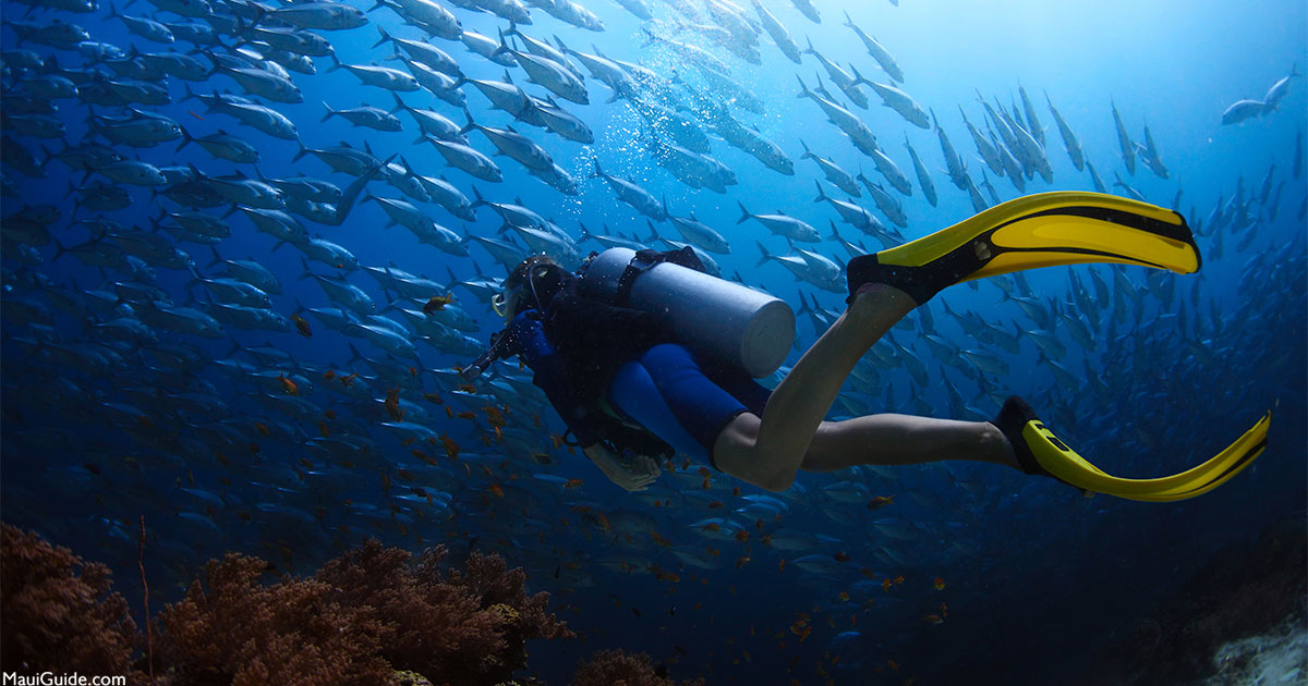 Scuba Mike Maui