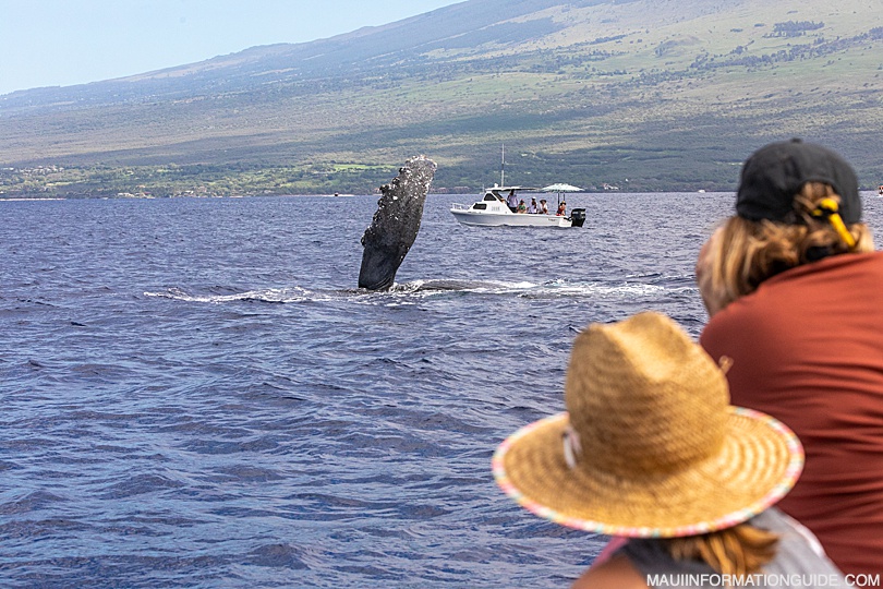 Whale slaps pectoral fin in front of whale watchers on Maui