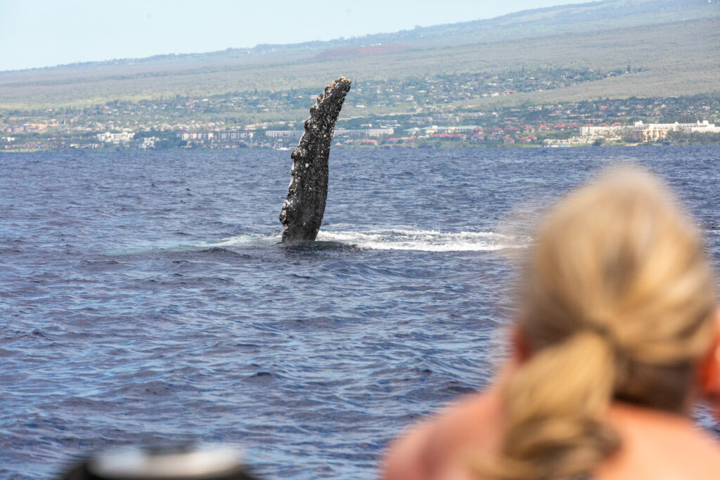Woman whale watching off the coast of South Maui