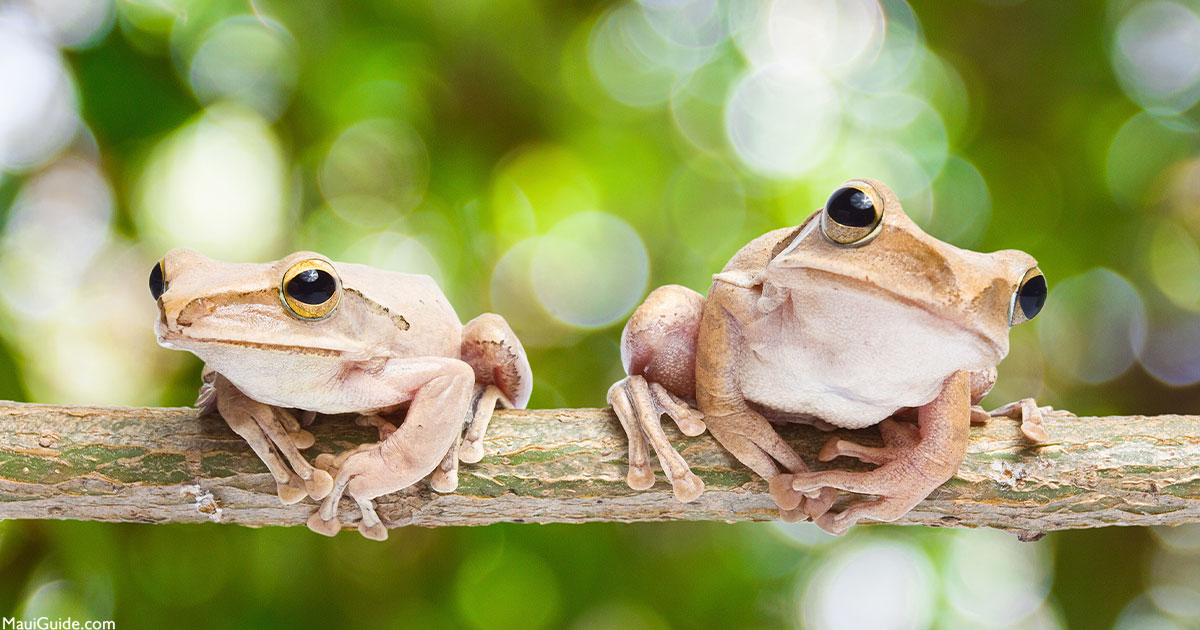 The Obnoxious Coqui Frog in Maui, Hawaii Invasive Species