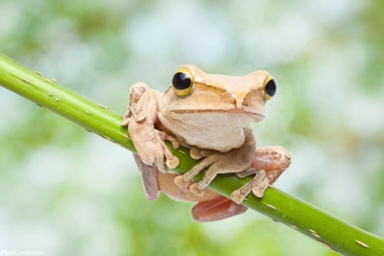 The Obnoxious Coqui Frog in Maui, Hawaii Invasive Species