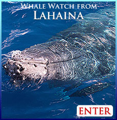 Lahaina Whale Watch