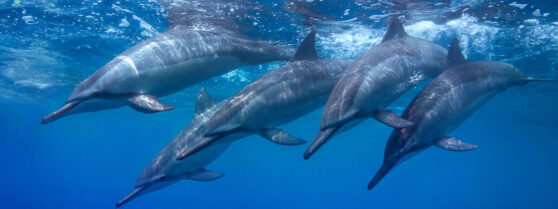 Lanai Dolphin Adventure Dive