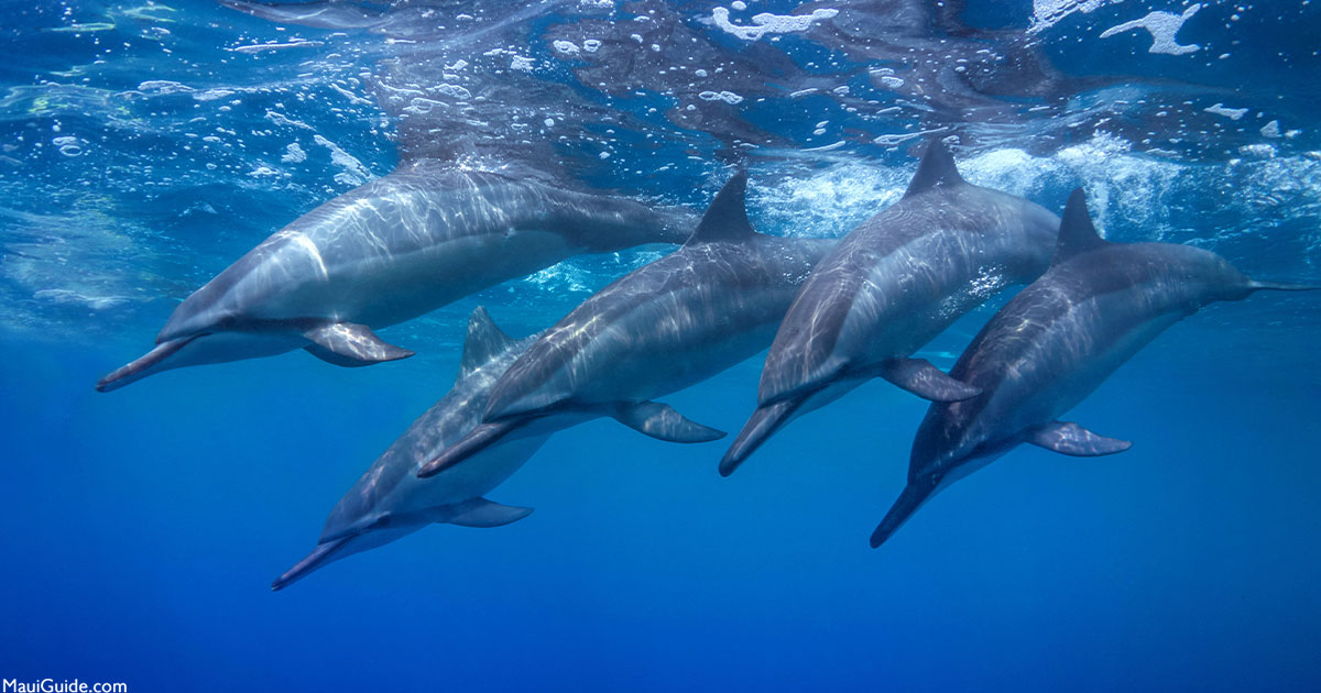 Lanai Dolphin Adventure Dive