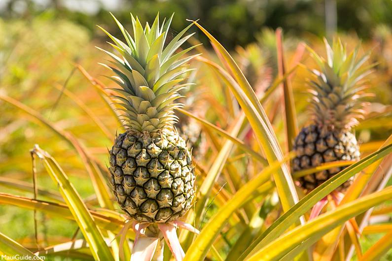 Lanai History Pineapple