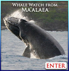 Maalaea whale watch