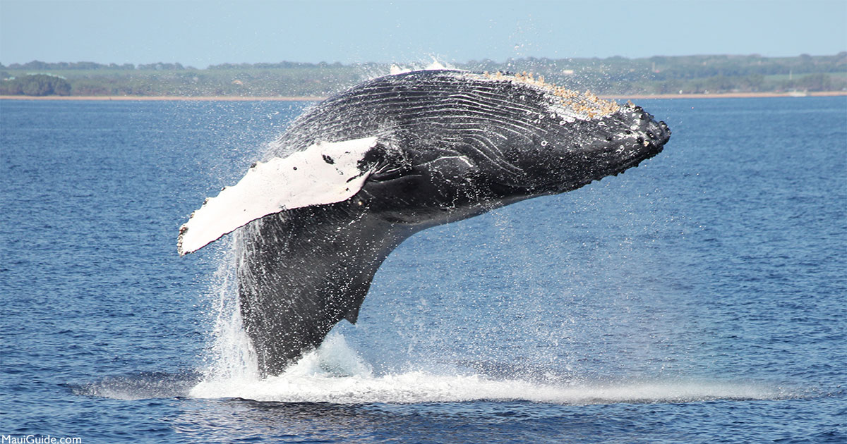 Maui Whale Festival Maui Whale Festival Information, Photos, and Tips