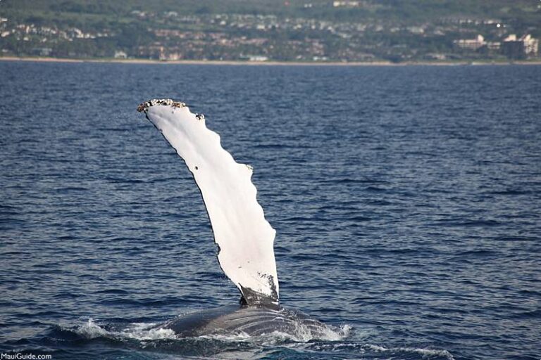 Maui Whale Festival Maui Whale Festival Information, Photos, and Tips