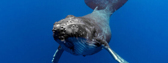 Maui Whale Watch Tours Underwater