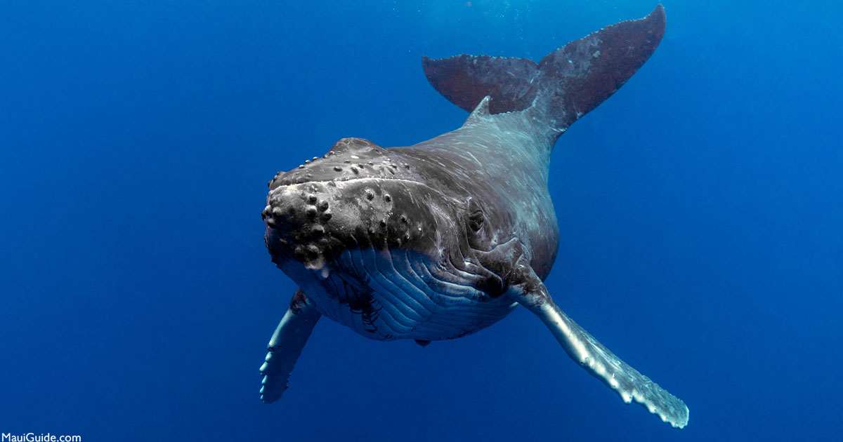 Whale Season is officially HERE!