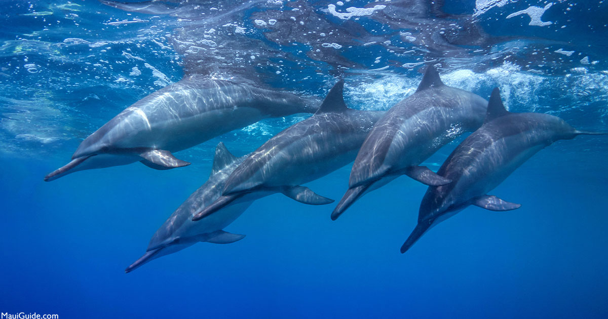 maui spinner dolphin tour