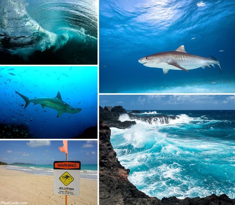 Maui Snorkeling Maps Hawaii Snorkel Map Molokini Crater