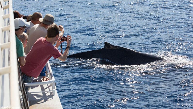 Maui Whale Watching