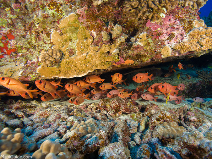 Maui Snorkeling Maps Scuba With Fish