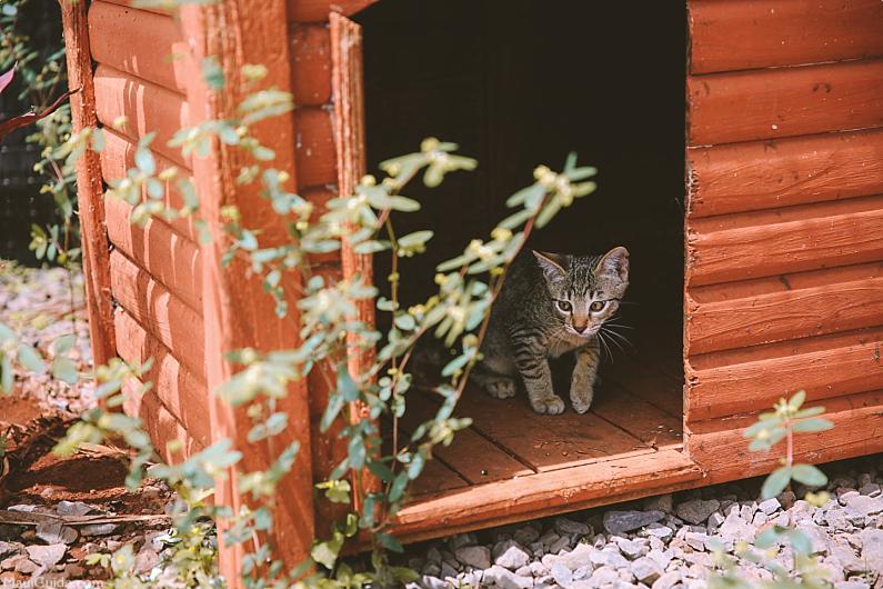 Lanai Activites Cat Sanctuary