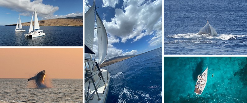 Maui Custom Charters Private Whale Watch