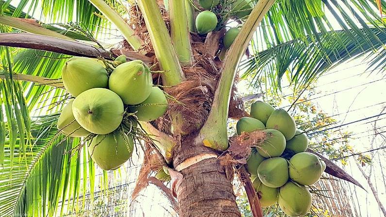 Polynesian Introduced Flora Coconuts