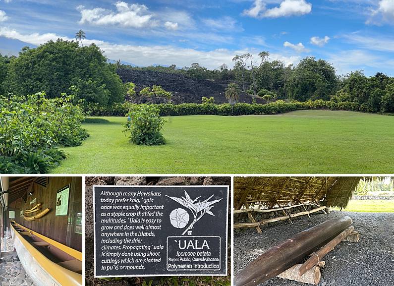 Polynesian Introduced Flora By Canoe