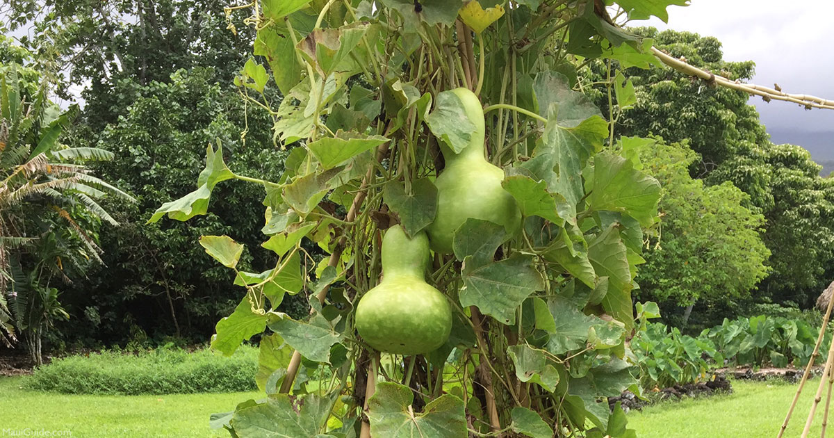 Polynesian Introduced Flora Ipu