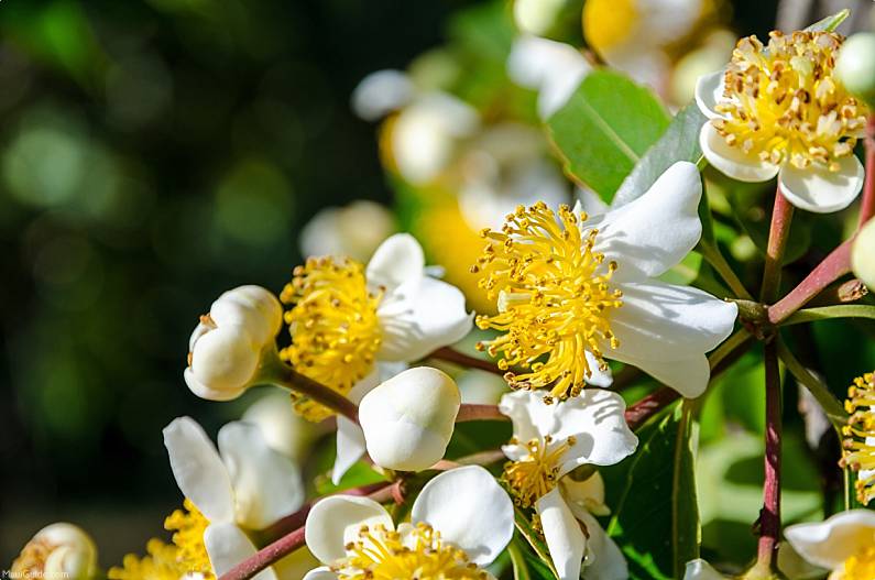 Polynesian Introduced Flora Kamani Flowers