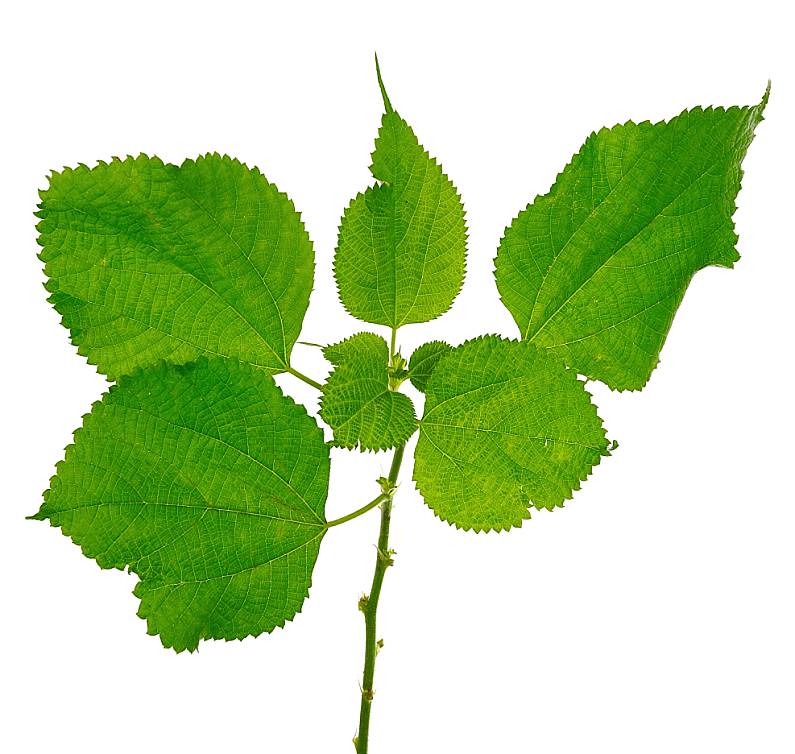 Polynesian Introduced Flora Paper Mulberry