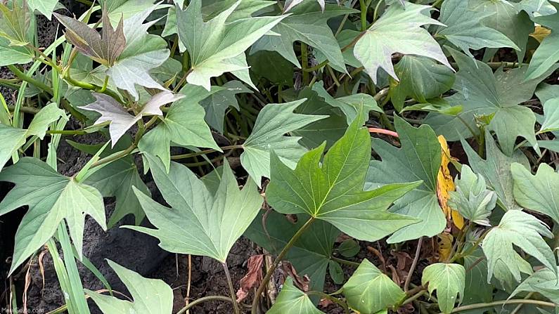 Polynesian Introduced Flora Sweet Potatoes