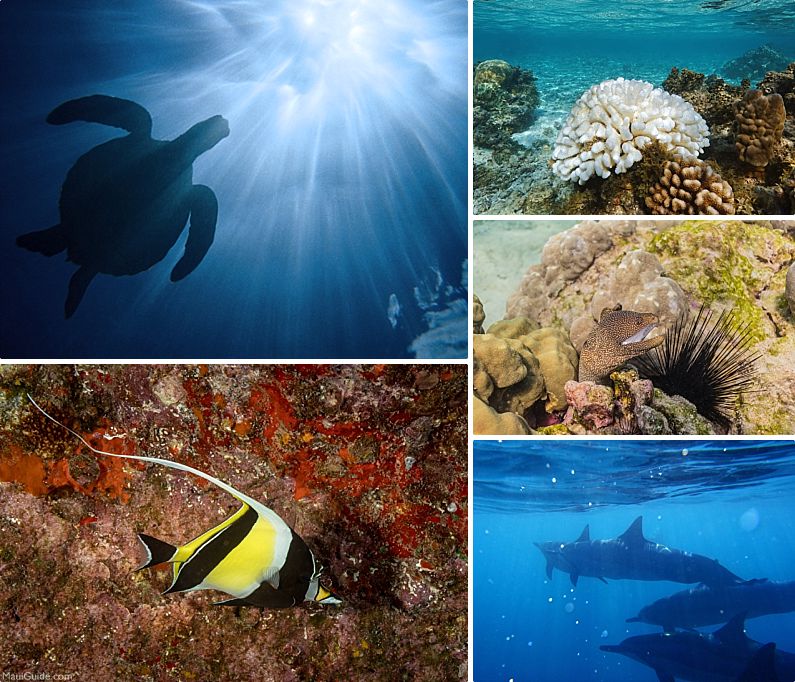 La Perouse Bay Snorkeling