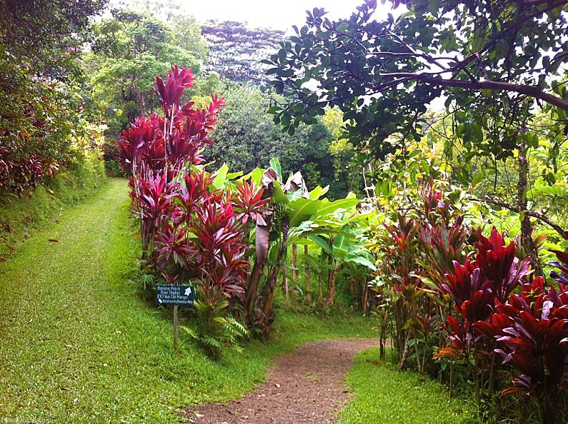 Hawaiian Ti Plants On Path