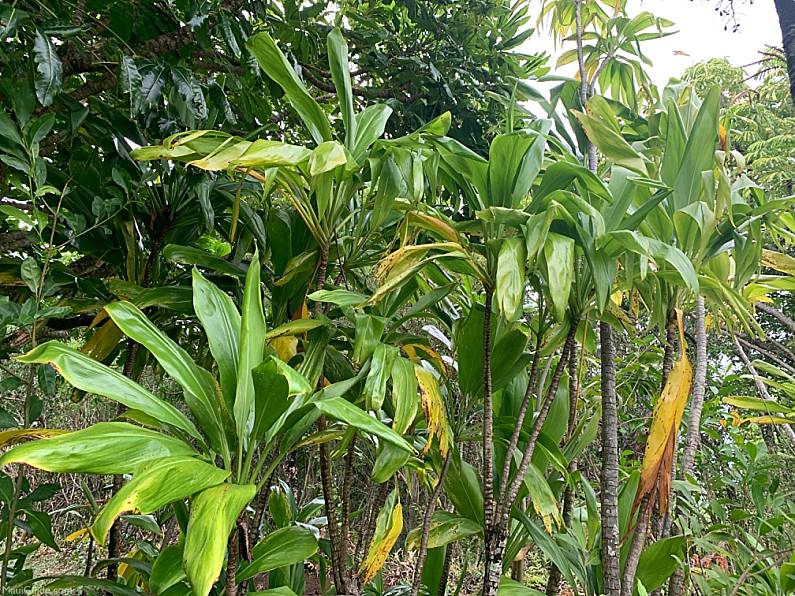 Hawaiian Ti Plants Rain