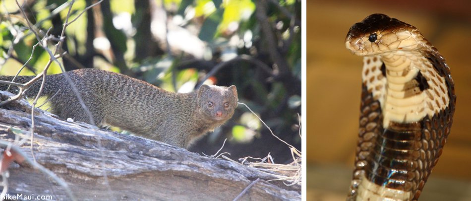 cobra and mongoose