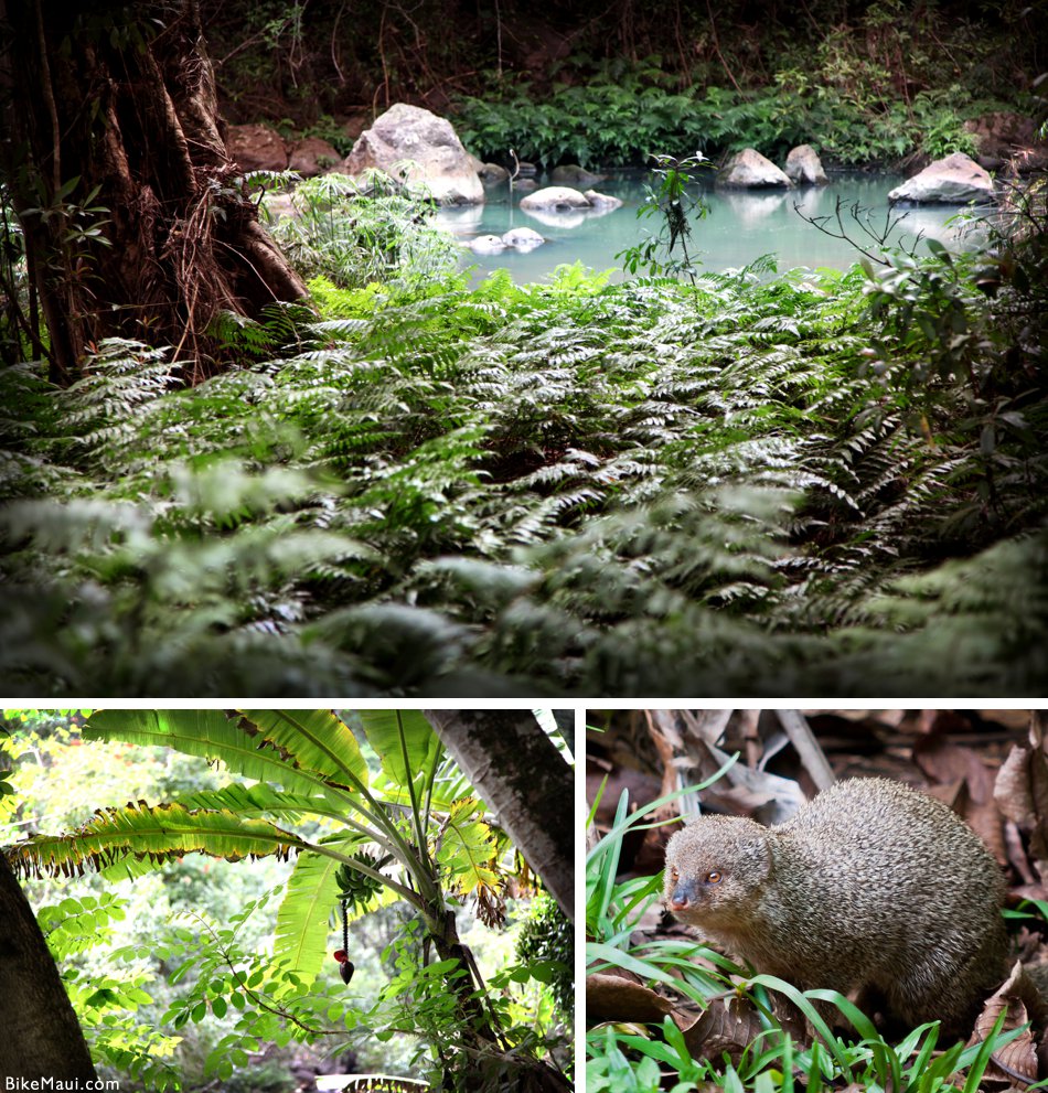 Hawaii mongoose in nature