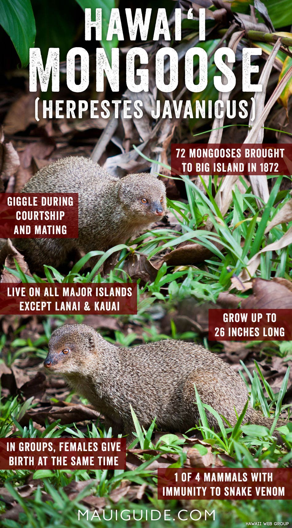 Hawaii mongoose infographic