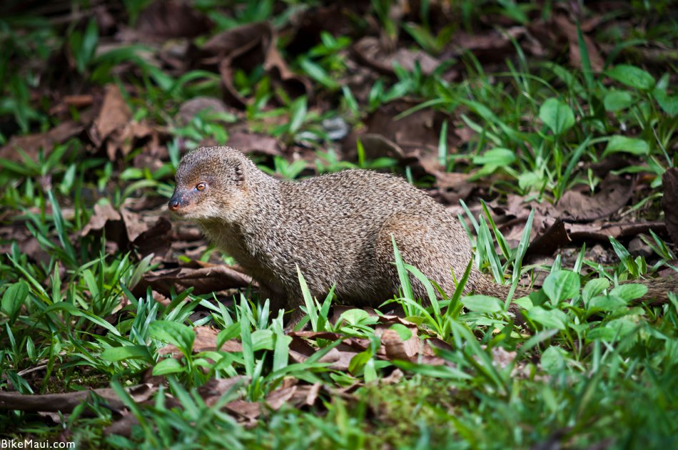 Mongoose of hawaii