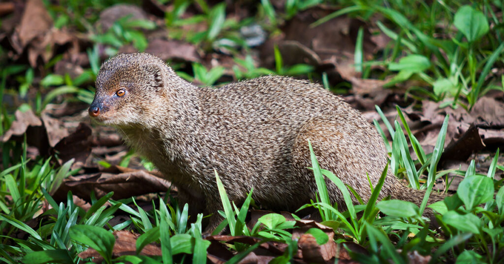 Mongoose Maui