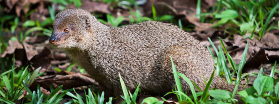 Mongoose Maui