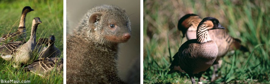 Nene and mongoose